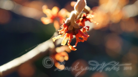 A red blooming hamamelis in the warm glow of a setting sun.